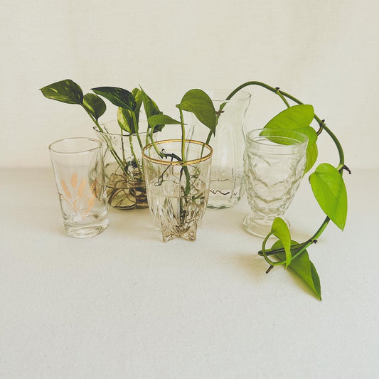 5 Glasses for propagation