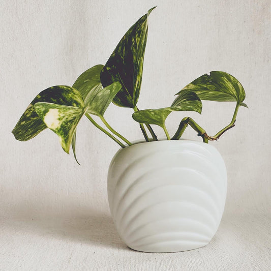 Small Shell Vase