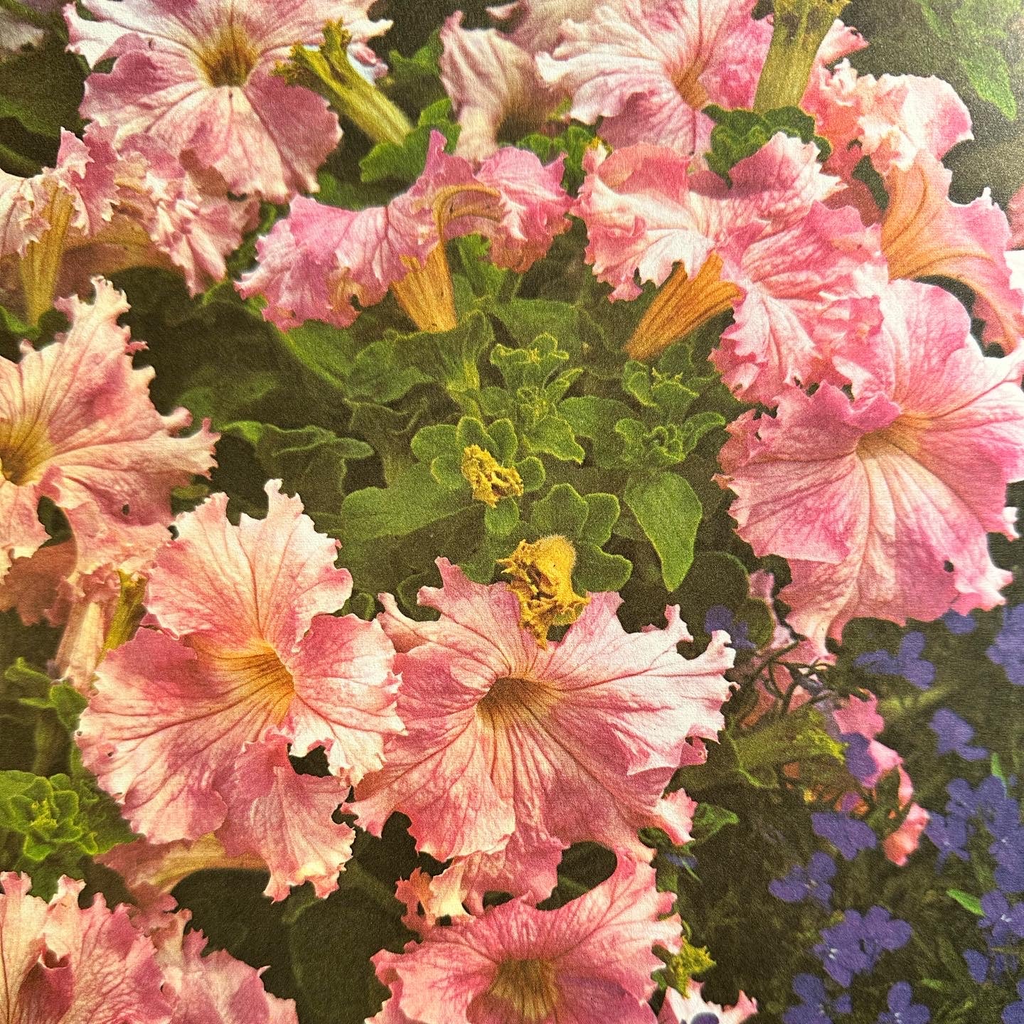 “Annual Flowers in Color” Book