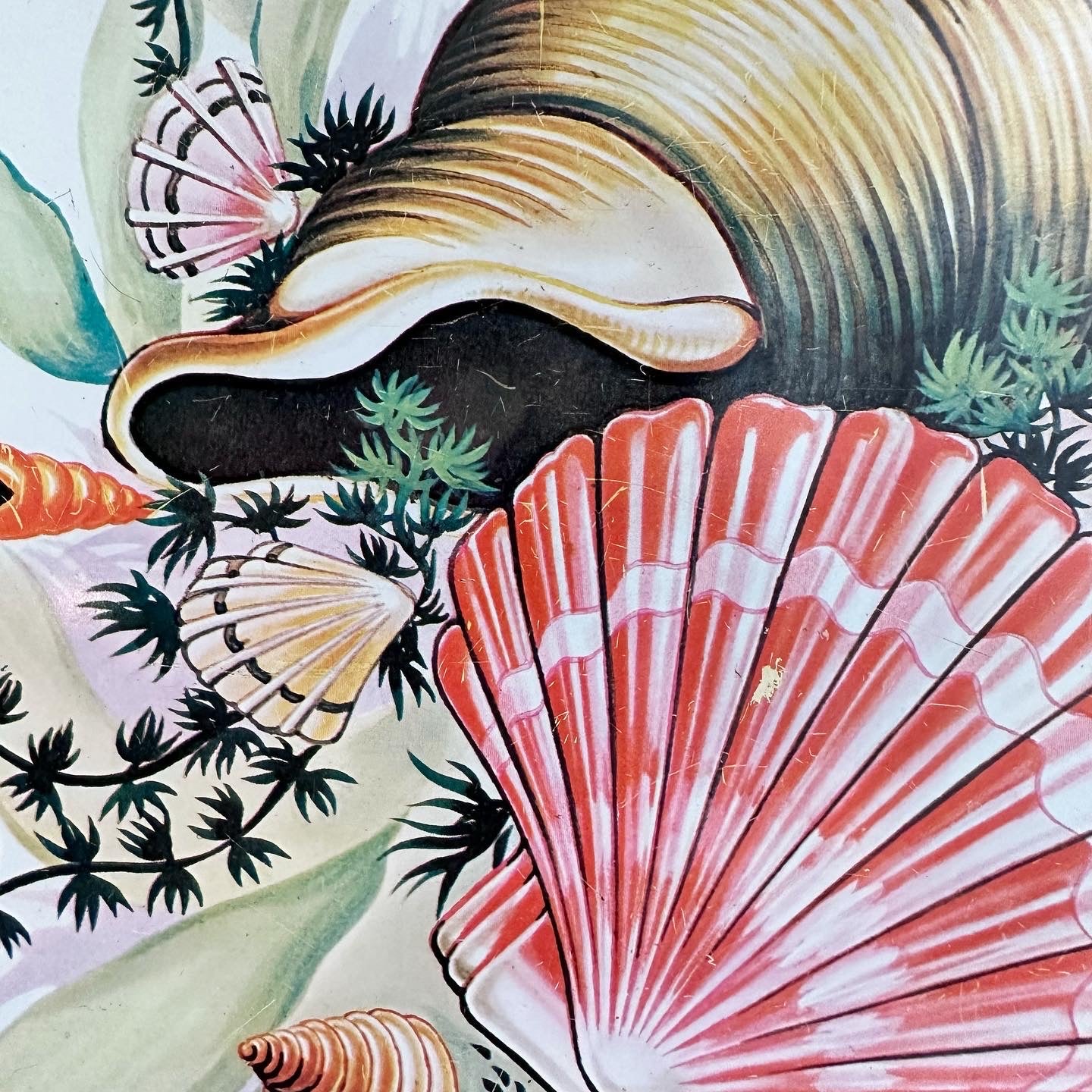 Sea Shell Metal Tray