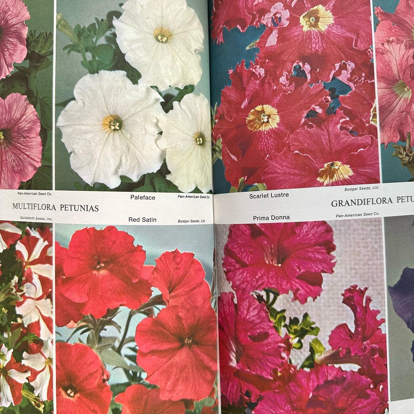 “Annual Flowers in Color” Book