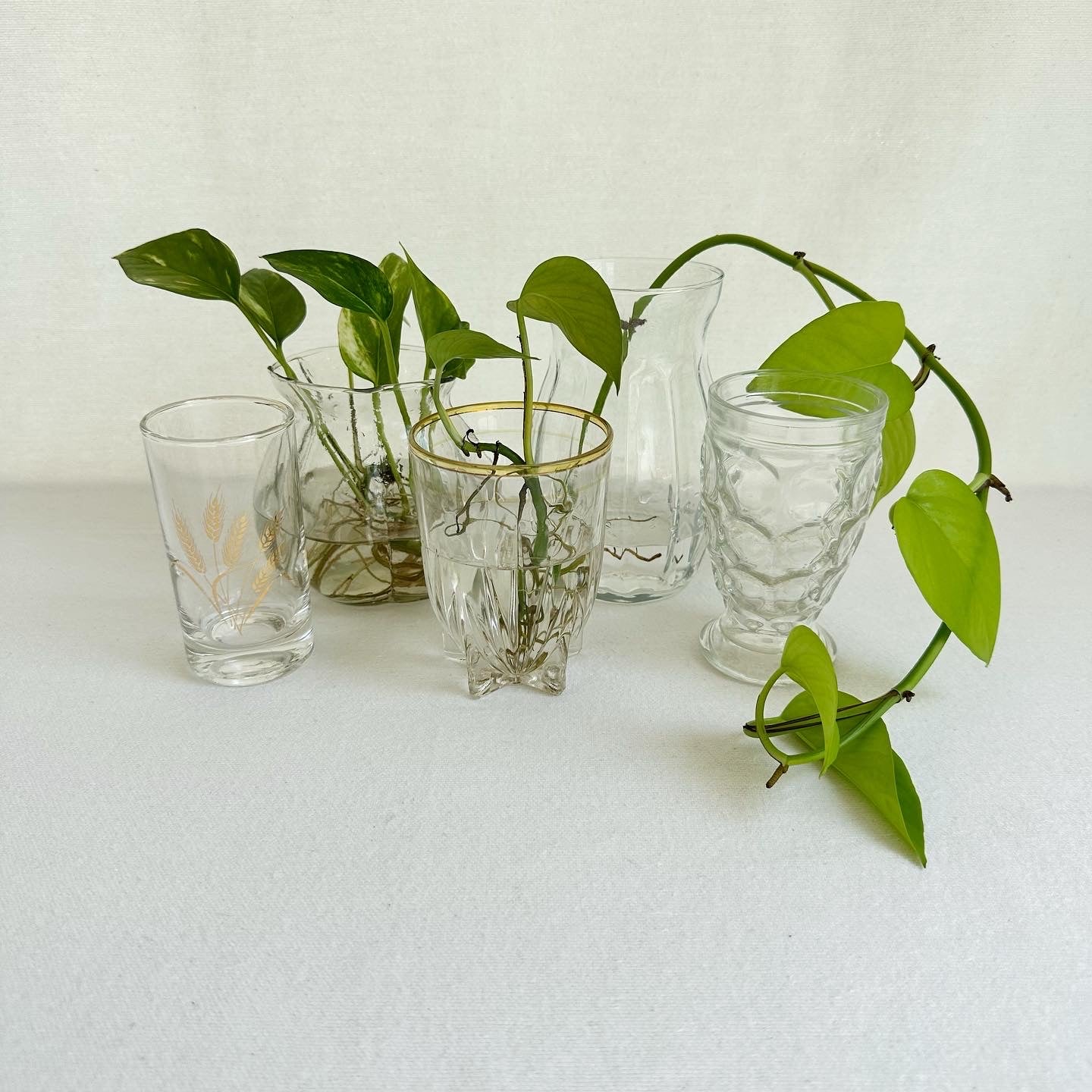 5 Glasses for propagation